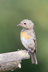D716068 Roodborstje - Juvenile